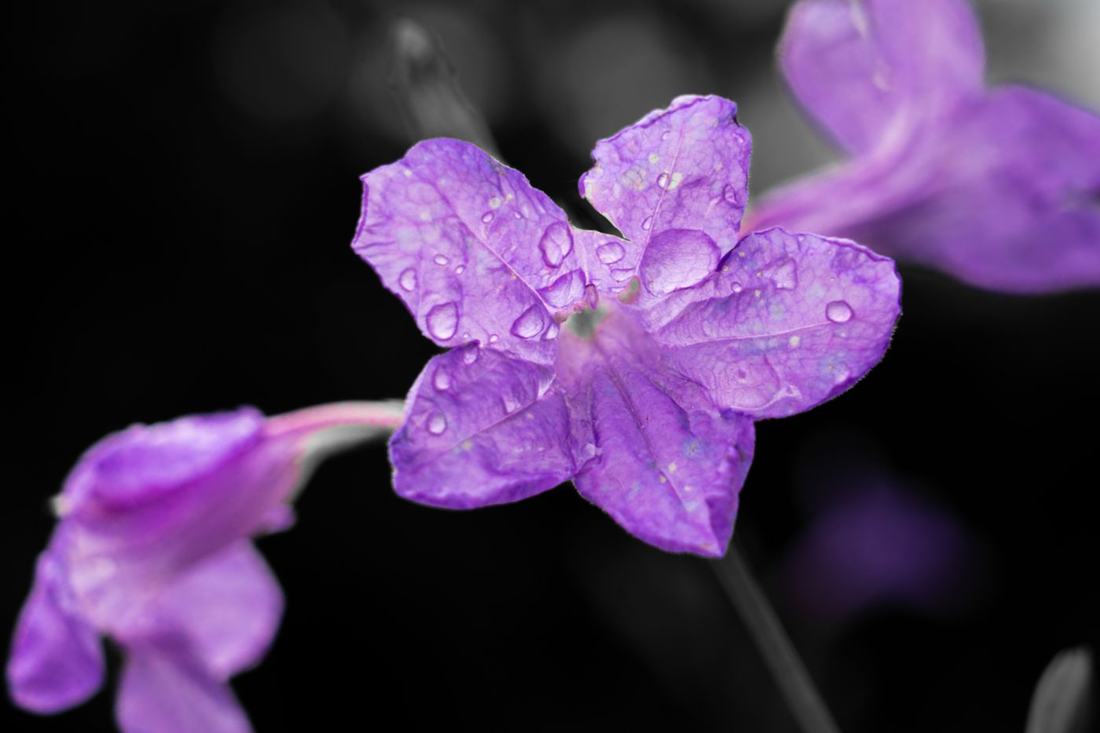 Purple flower with raindrops