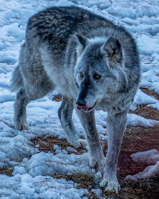 Gray wolf walking across patchy snow, looking off to the side