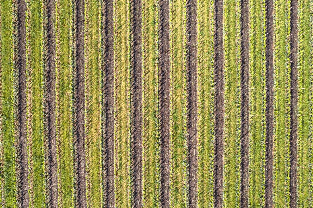 Top-down view of vineyard rows