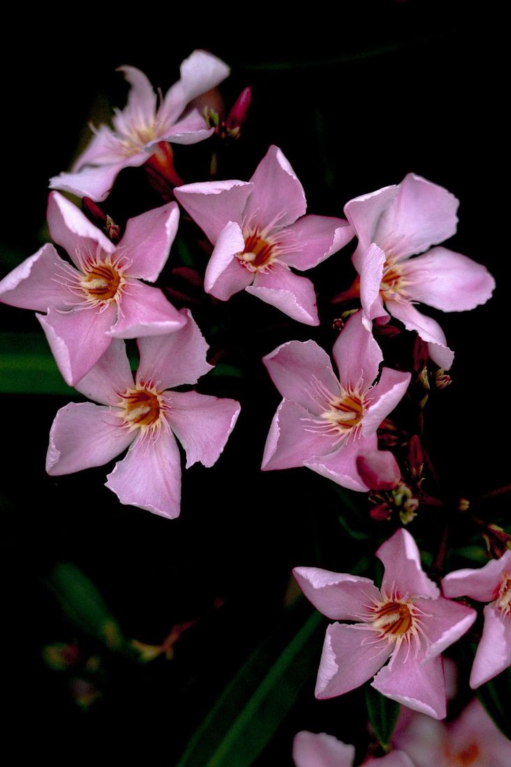 Pink oleander flowers on a dark background