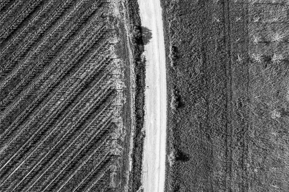 Black and white top-down view of a dirt road between fields