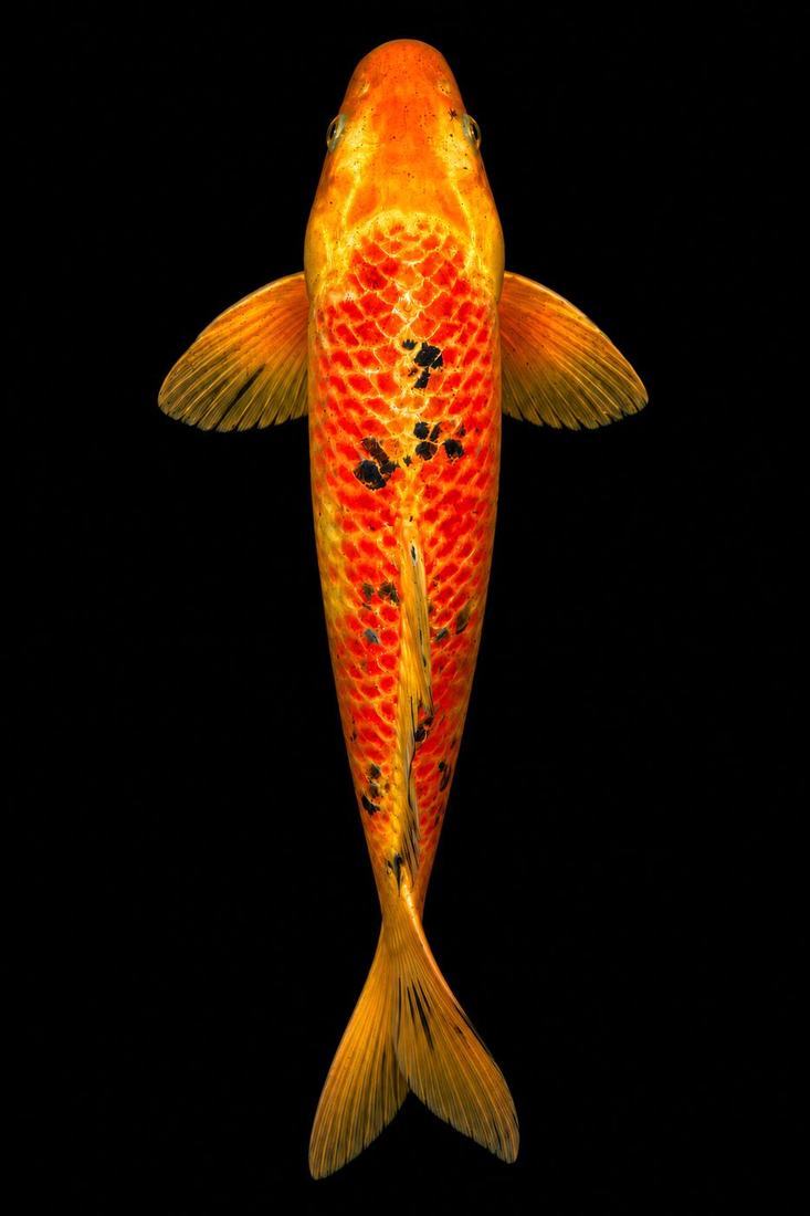 Orange koi seen from above on black