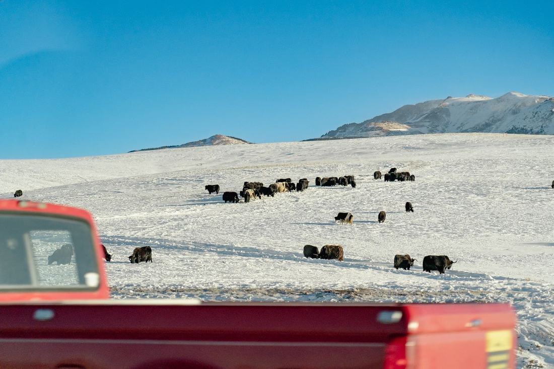 Yaks grazing a snowy slope seen past a red pickup