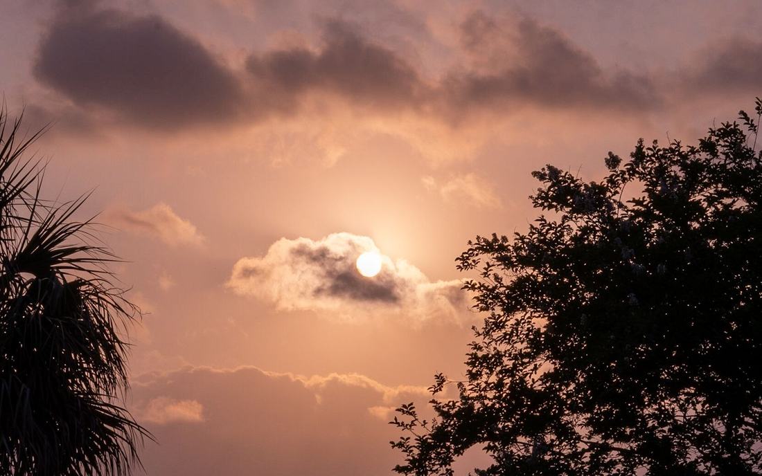 Sun behind clouds between a palm and a tree at sunset