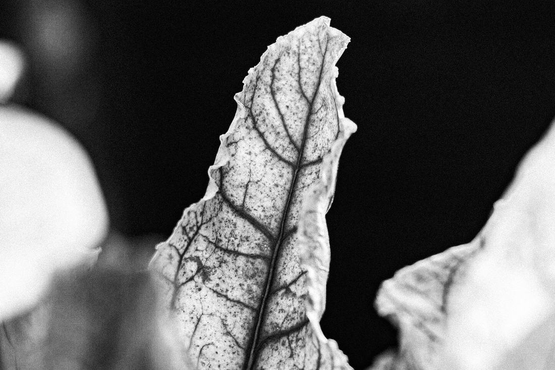 Black and white close-up of a backlit leaf